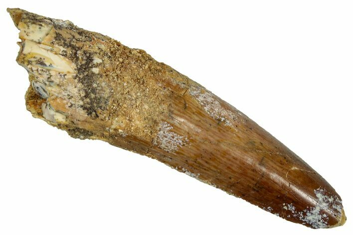 Fossil Spinosaurus Tooth - Real Dinosaur Tooth #353067